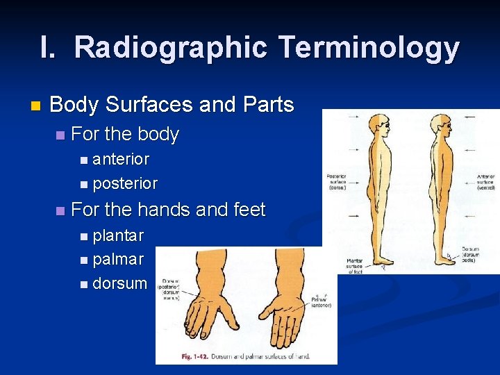 I. Radiographic Terminology n Body Surfaces and Parts n For the body n anterior