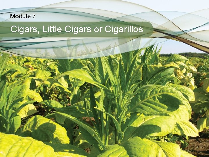 Module 7 Cigars, Little Cigars or Cigarillos 