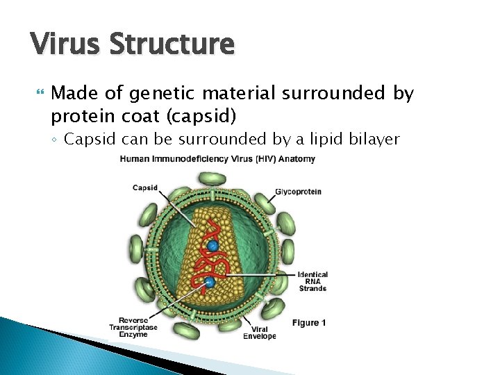 Virus Structure Made of genetic material surrounded by protein coat (capsid) ◦ Capsid can