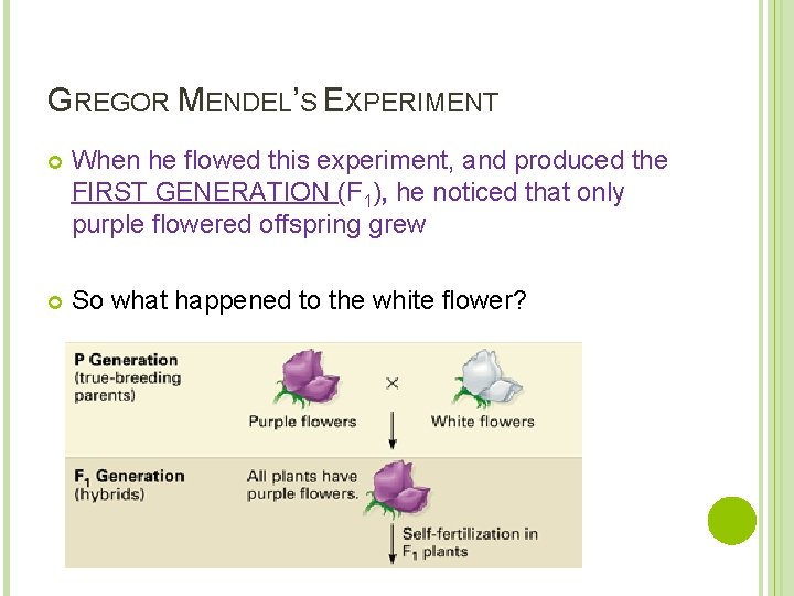 GREGOR MENDEL’S EXPERIMENT When he flowed this experiment, and produced the FIRST GENERATION (F