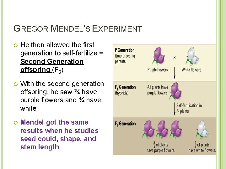 GREGOR MENDEL’S EXPERIMENT He then allowed the first generation to self-fertilize = Second Generation