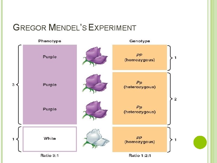 GREGOR MENDEL’S EXPERIMENT 