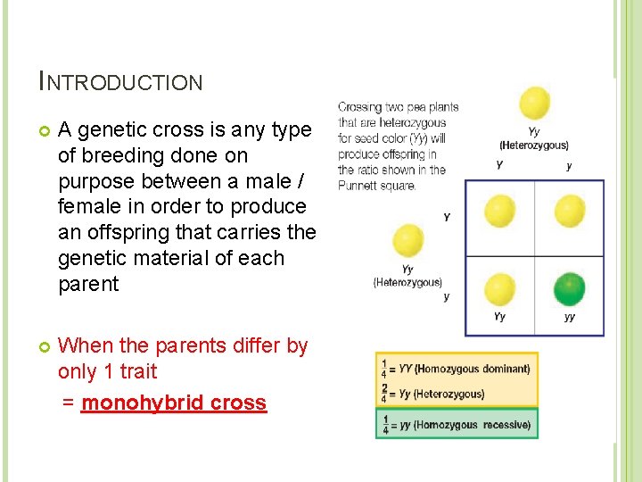 INTRODUCTION A genetic cross is any type of breeding done on purpose between a