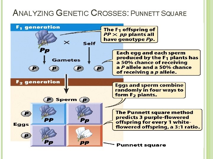 ANALYZING GENETIC CROSSES: PUNNETT SQUARE 