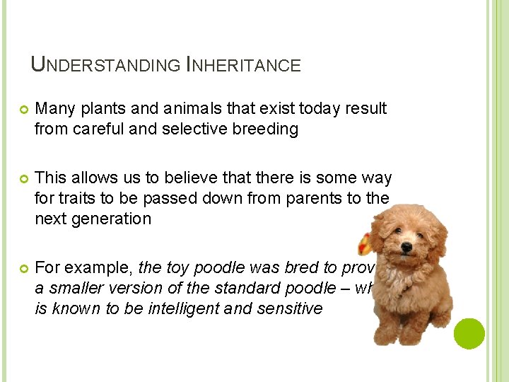 UNDERSTANDING INHERITANCE Many plants and animals that exist today result from careful and selective
