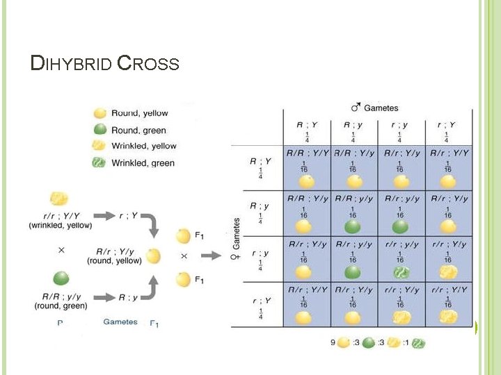 DIHYBRID CROSS 