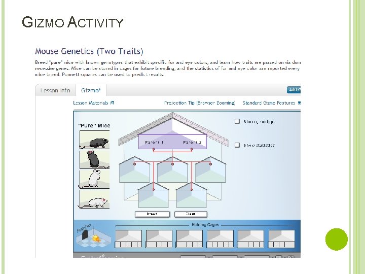 GIZMO ACTIVITY 