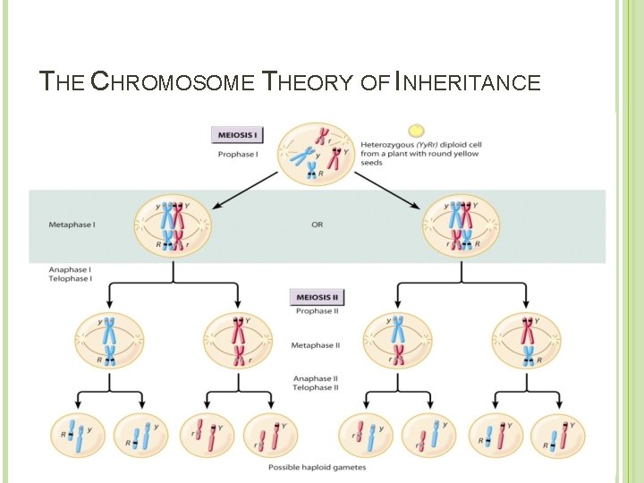 THE CHROMOSOME THEORY OF INHERITANCE 