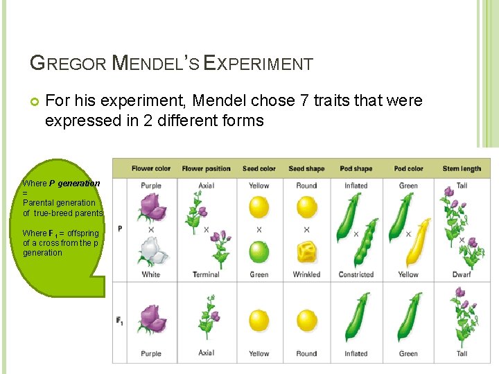 GREGOR MENDEL’S EXPERIMENT For his experiment, Mendel chose 7 traits that were expressed in