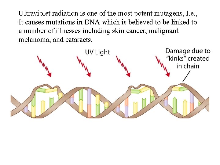 Ultraviolet radiation is one of the most potent mutagens, I. e. , It causes