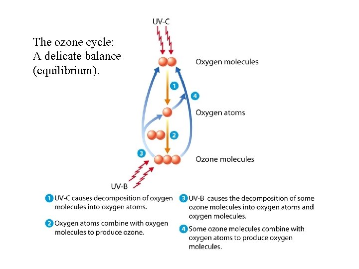 The ozone cycle: A delicate balance (equilibrium). 