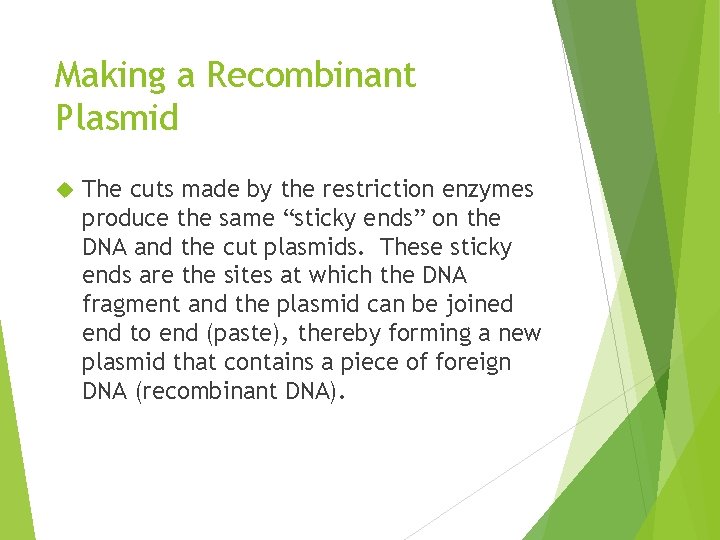 Making a Recombinant Plasmid The cuts made by the restriction enzymes produce the same