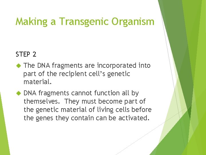 Making a Transgenic Organism STEP 2 The DNA fragments are incorporated into part of