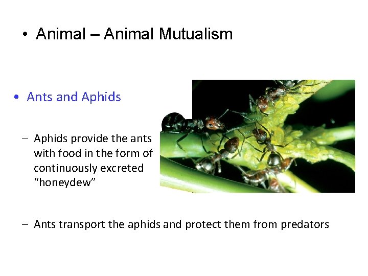  • Animal – Animal Mutualism • Ants and Aphids – Aphids provide the
