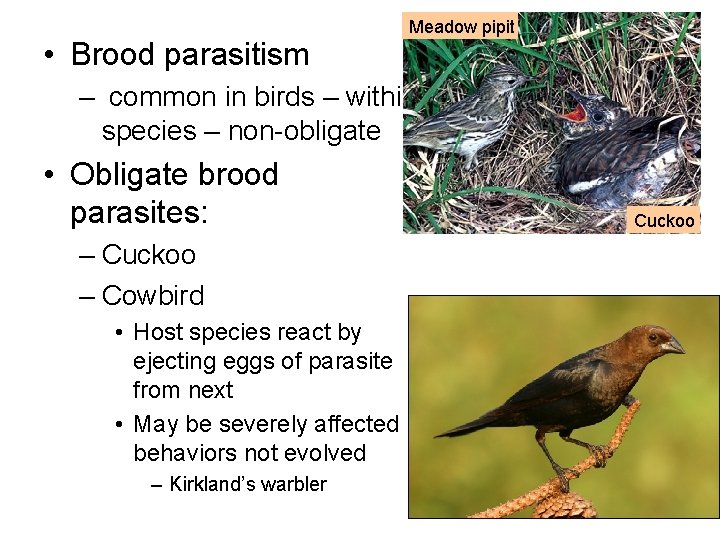  • Brood parasitism Meadow pipit – common in birds – within species –
