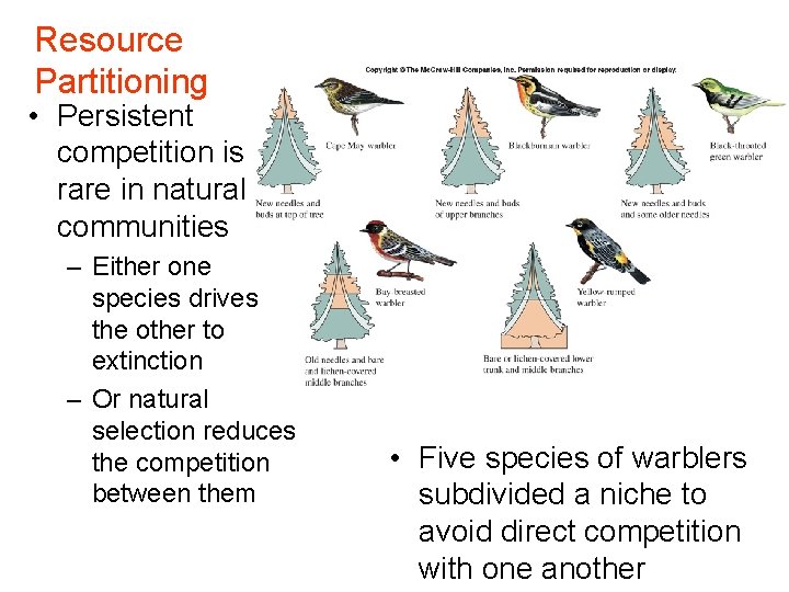 Resource Partitioning • Persistent competition is rare in natural communities – Either one species