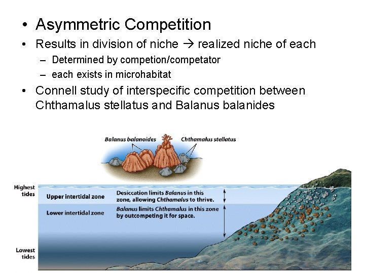  • Asymmetric Competition • Results in division of niche realized niche of each
