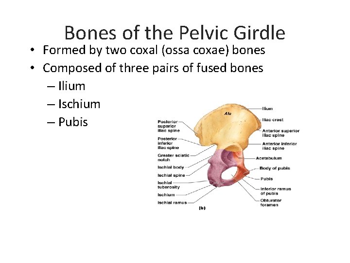Bones of the Pelvic Girdle • Formed by two coxal (ossa coxae) bones •