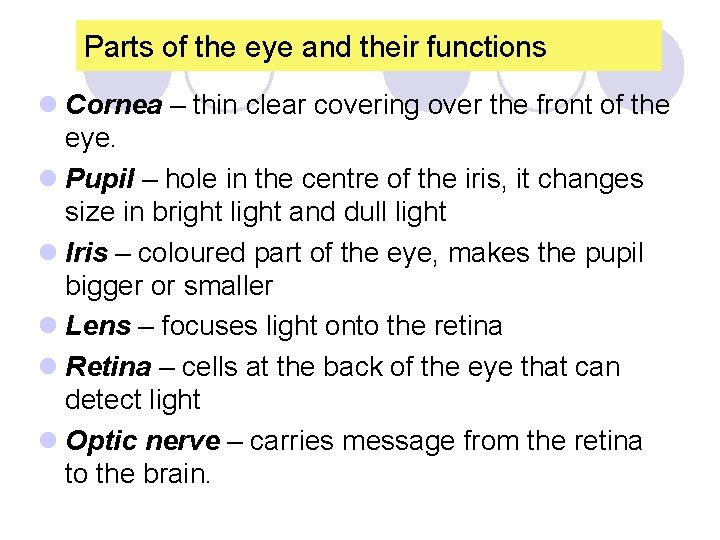 Parts of the eye and their functions l Cornea – thin clear covering over