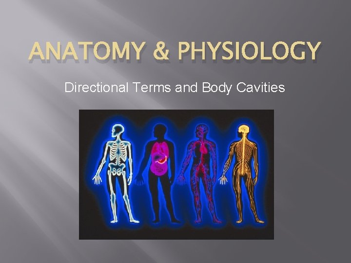 ANATOMY & PHYSIOLOGY Directional Terms and Body Cavities 