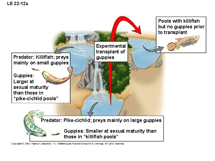 LE 22 -12 a Pools with killifish but no guppies prior to transplant Predator: