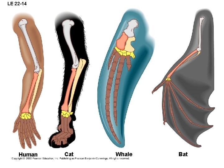 LE 22 -14 Human Cat Whale Bat 