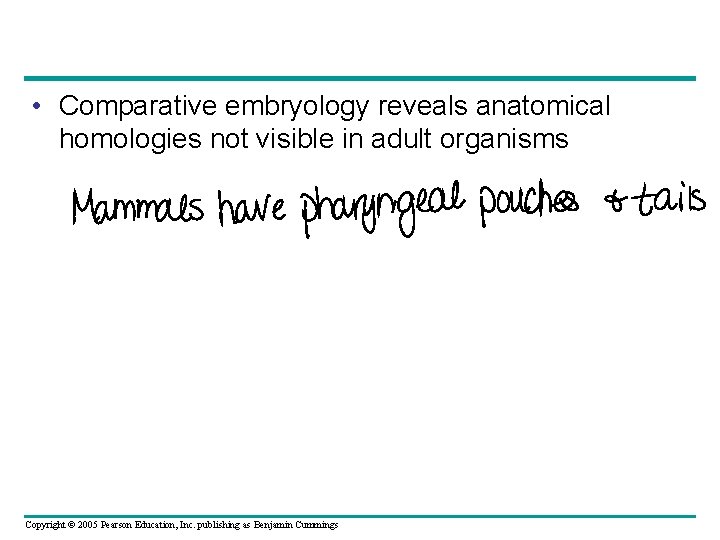  • Comparative embryology reveals anatomical homologies not visible in adult organisms Copyright ©