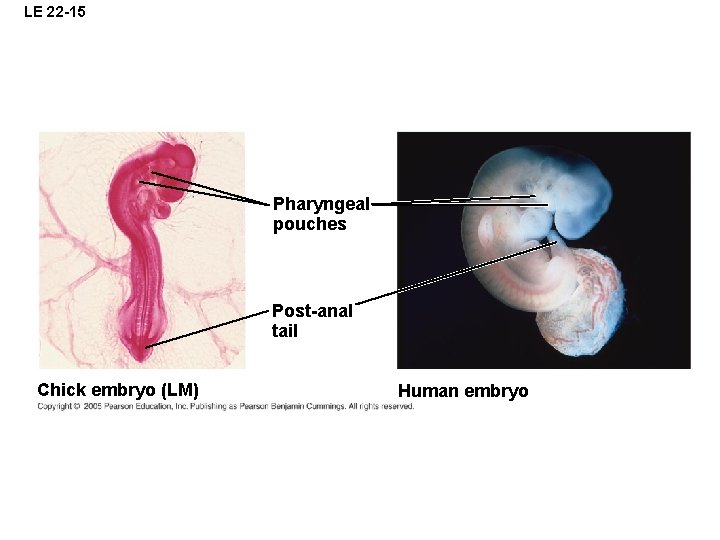 LE 22 -15 Pharyngeal pouches Post-anal tail Chick embryo (LM) Human embryo 