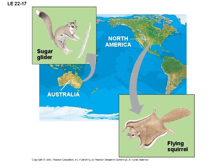 LE 22 -17 NORTH AMERICA Sugar glider AUSTRALIA Flying squirrel 
