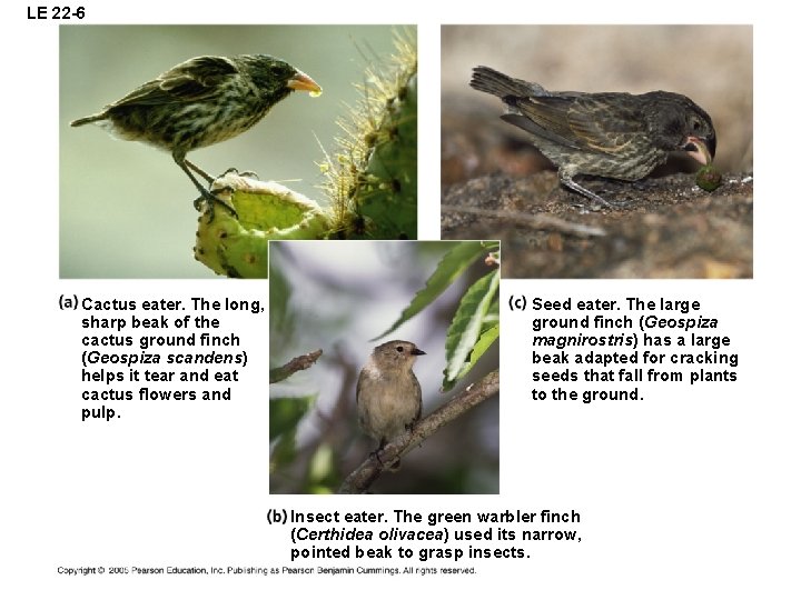 LE 22 -6 Cactus eater. The long, sharp beak of the cactus ground finch