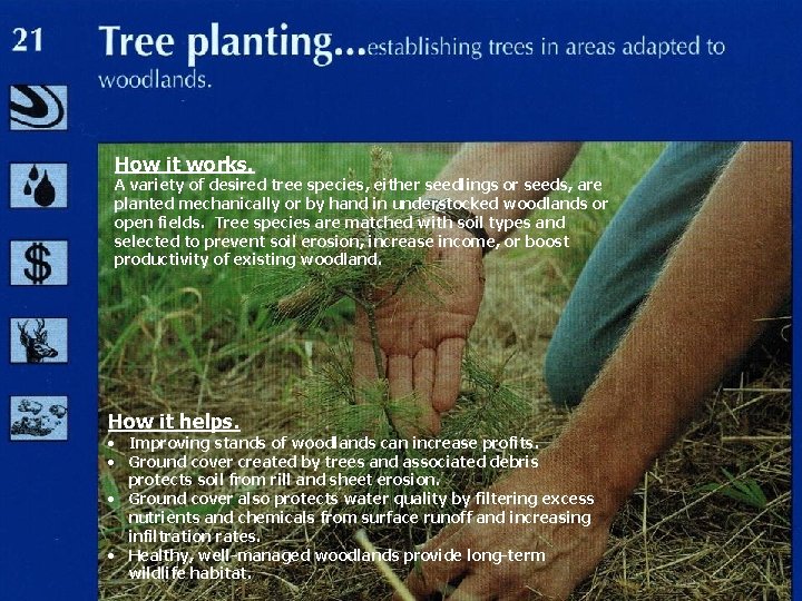 How it works. A variety of desired tree species, either seedlings or seeds, are