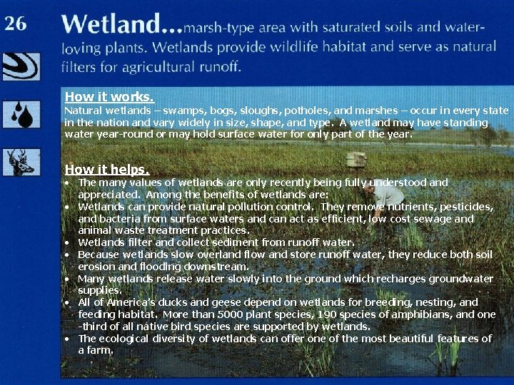 How it works. Natural wetlands – swamps, bogs, sloughs, potholes, and marshes – occur