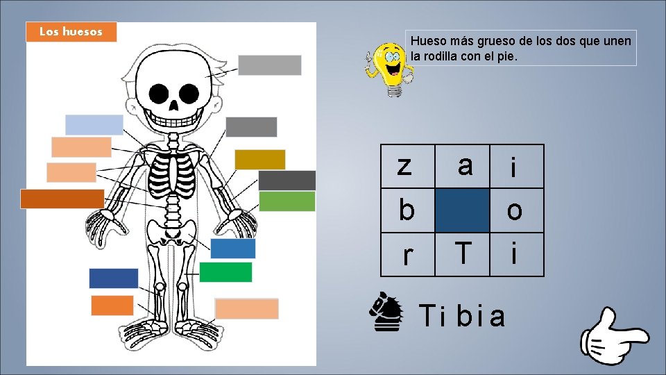 Los huesos Hueso más grueso de los dos que unen la rodilla con el