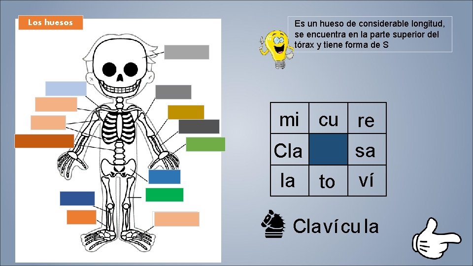 Los huesos ´ Es un hueso de considerable longitud, se encuentra en la parte