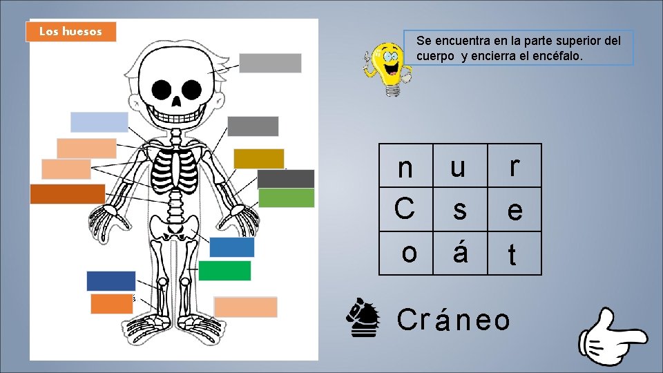 Los huesos Se encuentra en la parte superior del cuerpo y encierra el encéfalo.