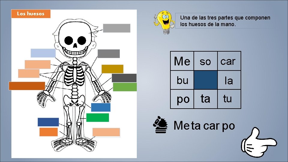 Los huesos Una de las tres partes que componen los huesos de la mano.