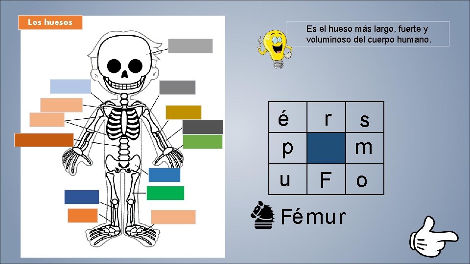 Los huesos Es el hueso más largo, fuerte y voluminoso del cuerpo humano. é