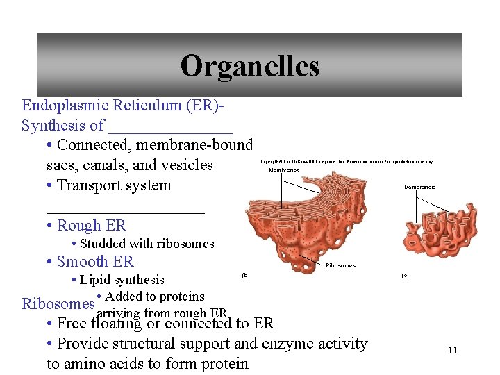 Organelles Endoplasmic Reticulum (ER)Synthesis of ________ • Connected, membrane-bound sacs, canals, and vesicles •