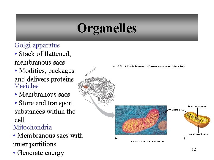 Organelles Golgi apparatus • Stack of flattened, membranous sacs • Modifies, packages and delivers