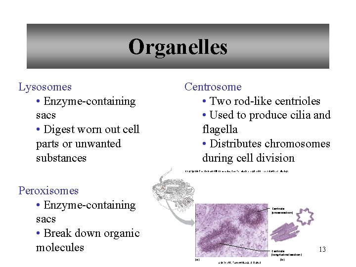 Organelles Lysosomes • Enzyme-containing sacs • Digest worn out cell parts or unwanted substances