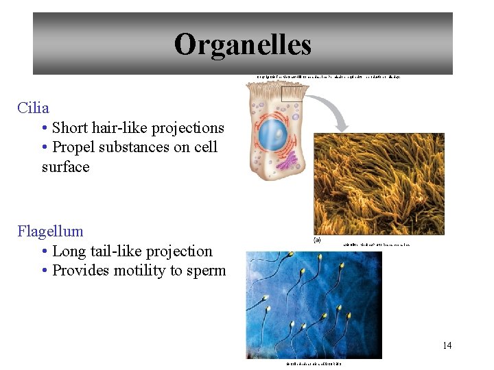 Organelles Copyright © The Mc. Graw-Hill Companies, Inc. Permission required for reproduction or display.