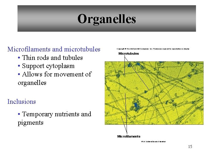 Organelles Microfilaments and microtubules • Thin rods and tubules • Support cytoplasm • Allows