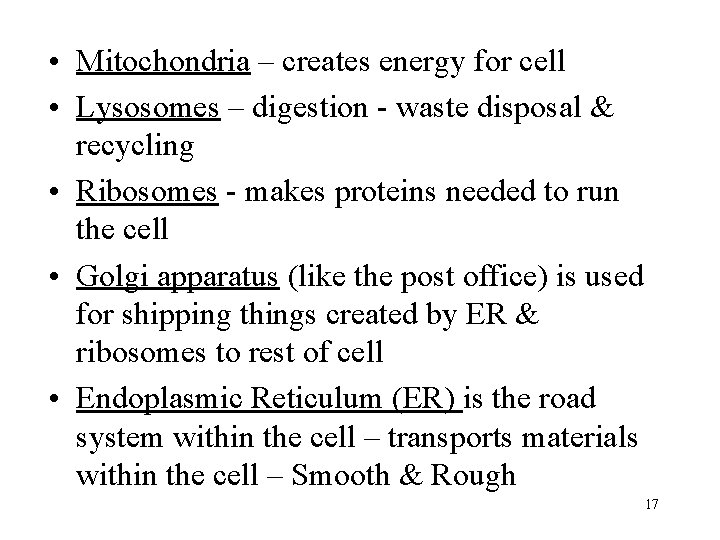  • Mitochondria – creates energy for cell • Lysosomes – digestion - waste