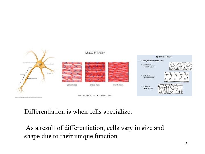Differentiation is when cells specialize. As a result of differentiation, cells vary in size