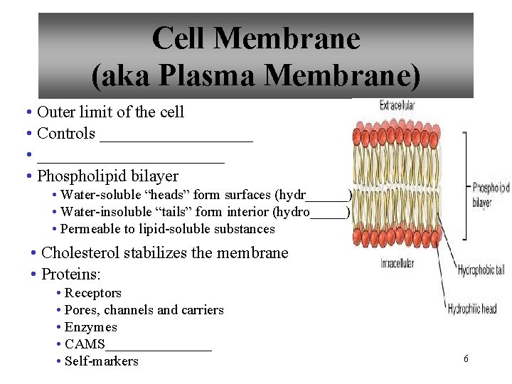 Cell Membrane (aka Plasma Membrane) • Outer limit of the cell • Controls _________