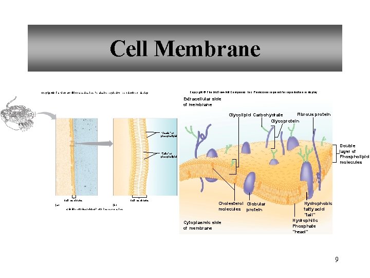 Cell Membrane Copyright © The Mc. Graw-Hill Companies, Inc. Permission required for reproduction or