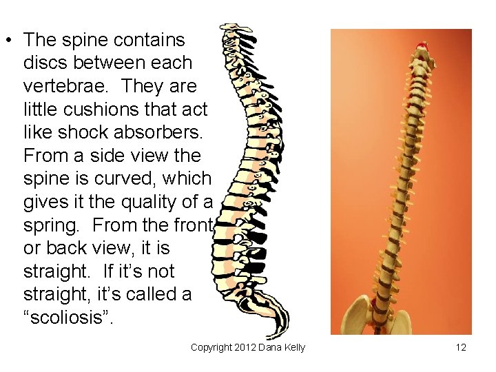  • The spine contains discs between each vertebrae. They are little cushions that