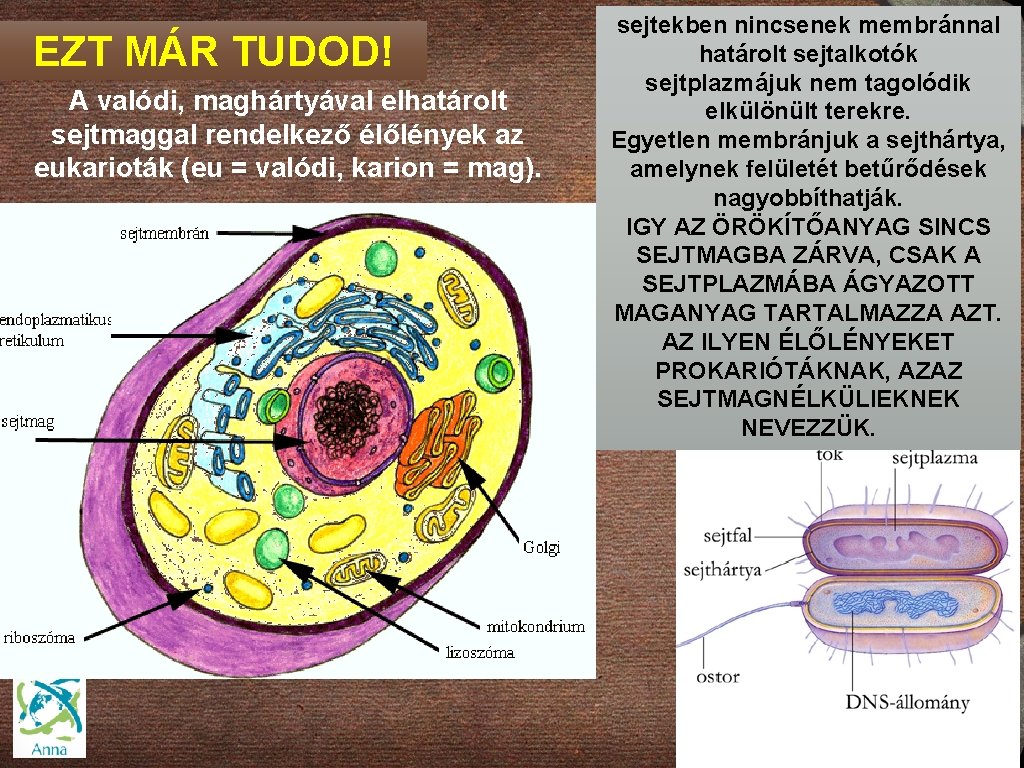 EZT MÁR TUDOD! A valódi, maghártyával elhatárolt sejtmaggal rendelkező élőlények az eukarioták (eu =