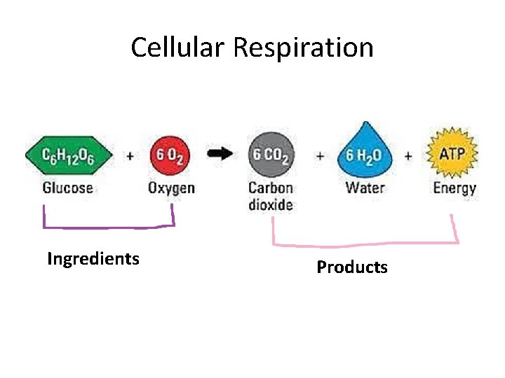 Cellular Respiration Ingredients Products 