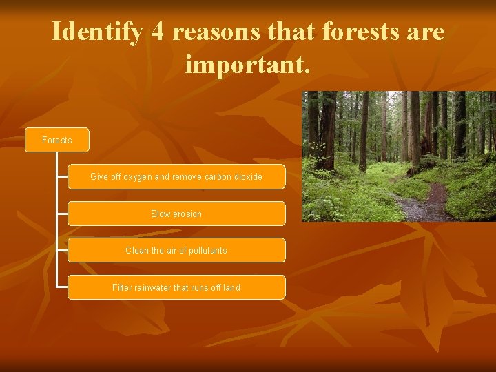 Identify 4 reasons that forests are important. Forests Give off oxygen and remove carbon